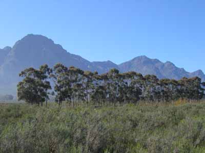 Bailey's Peak